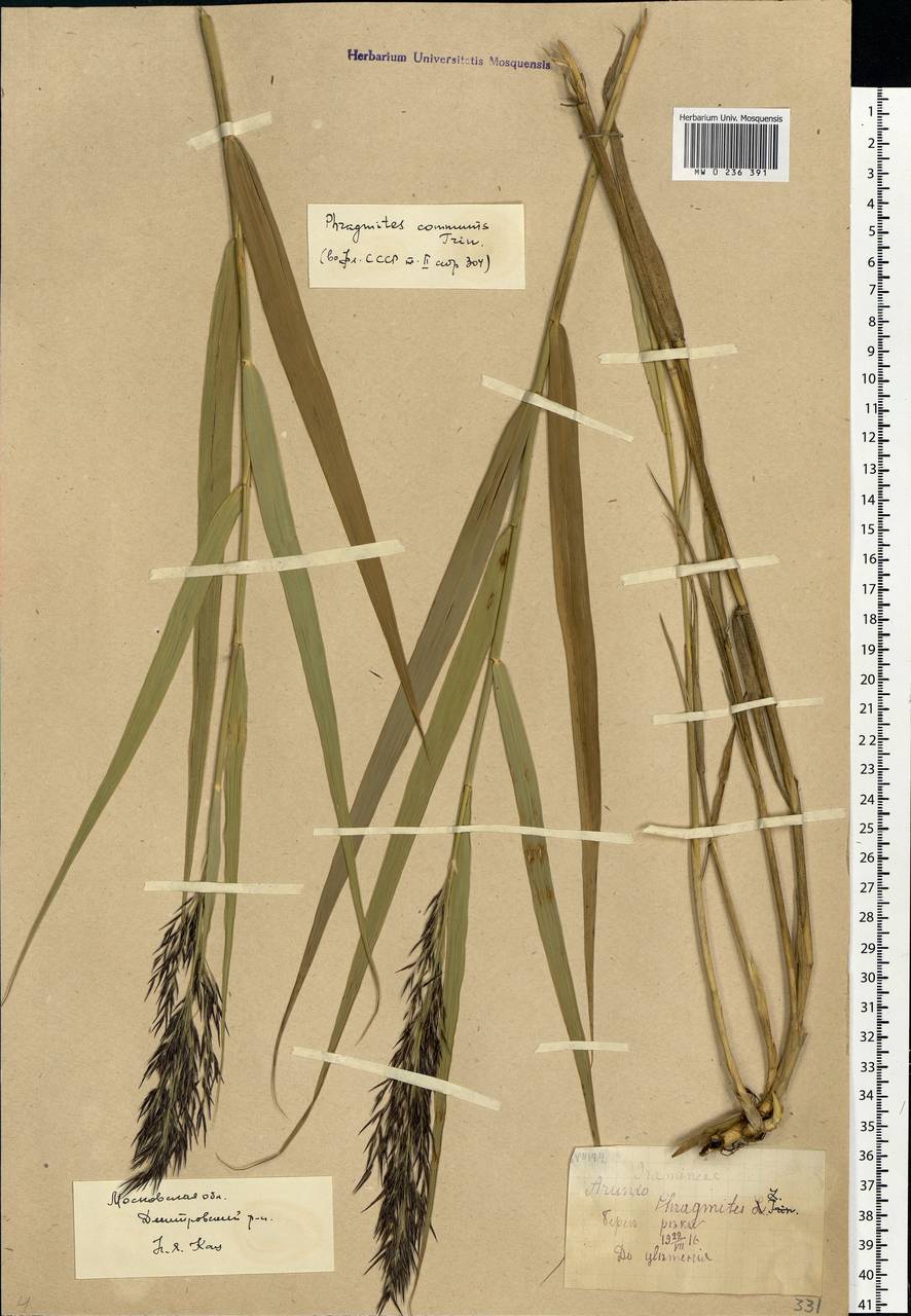 Phragmites australis (Cav.) Trin. ex Steud., Eastern Europe, Moscow region (E4a) (Russia)