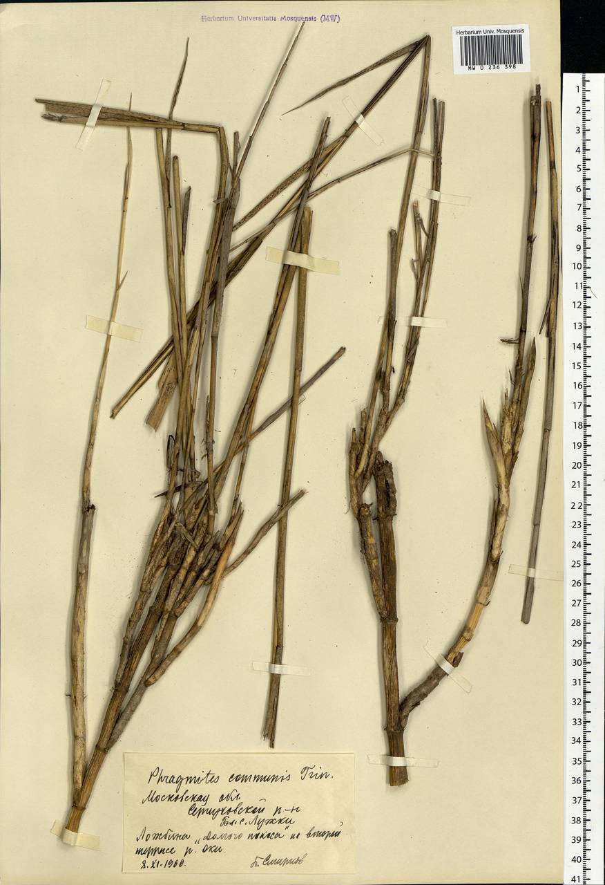 Phragmites australis (Cav.) Trin. ex Steud., Eastern Europe, Moscow region (E4a) (Russia)