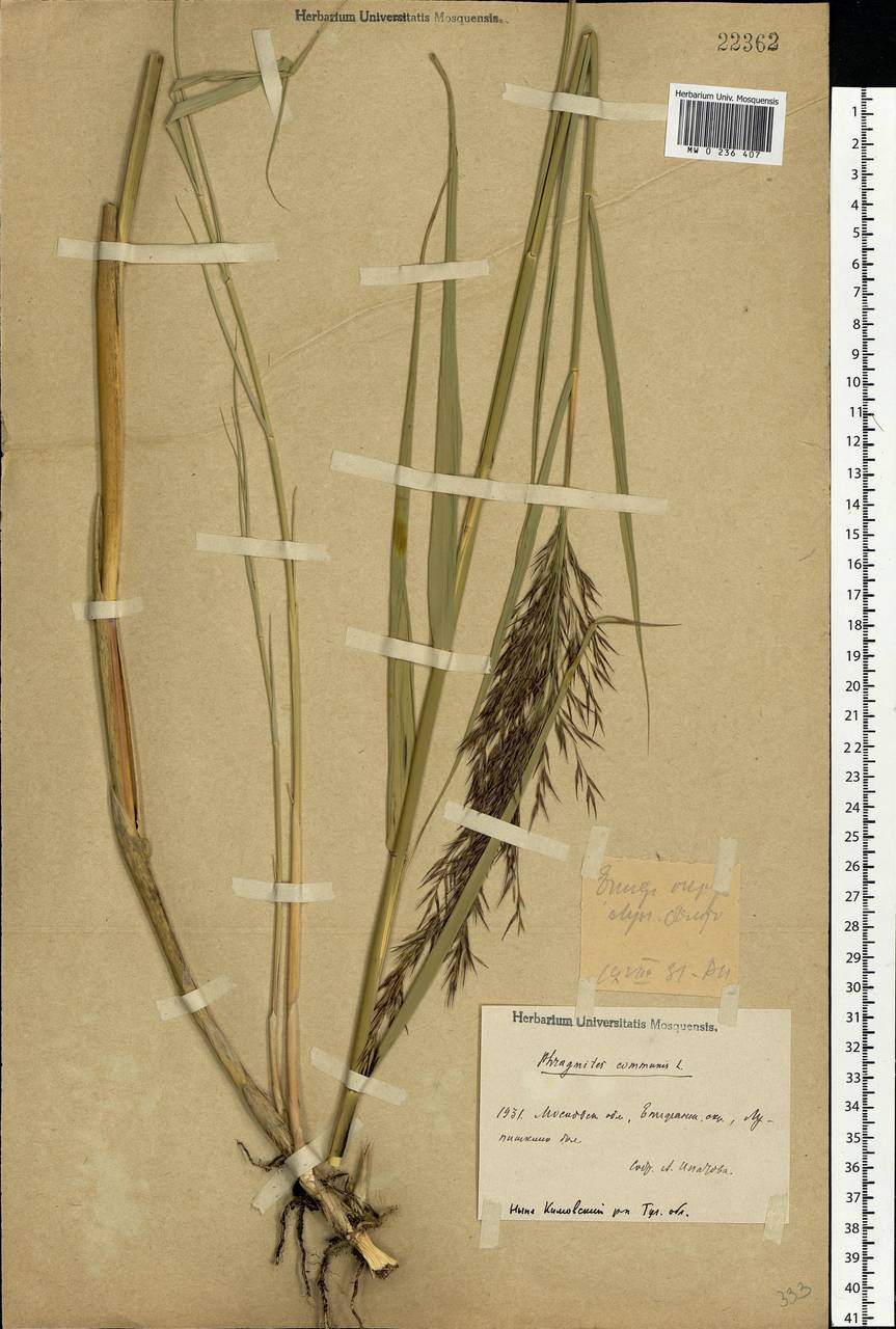 Phragmites australis (Cav.) Trin. ex Steud., Eastern Europe, Central region (E4) (Russia)