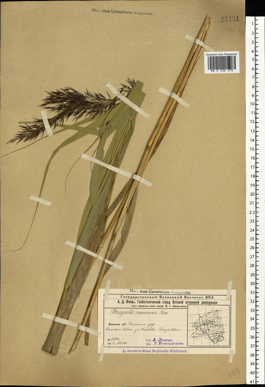 Phragmites australis (Cav.) Trin. ex Steud., Eastern Europe, Volga-Kama region (E7) (Russia)