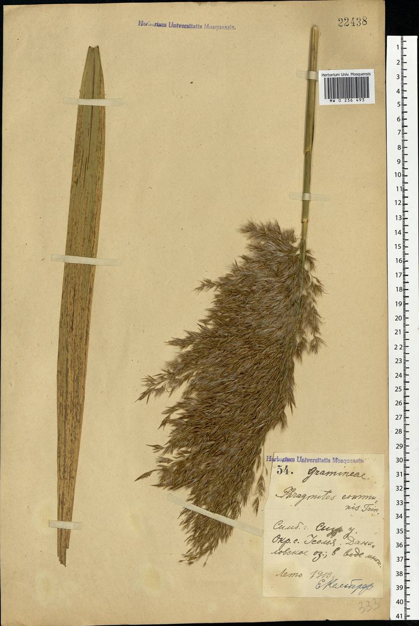 Phragmites australis (Cav.) Trin. ex Steud., Eastern Europe, Middle Volga region (E8) (Russia)