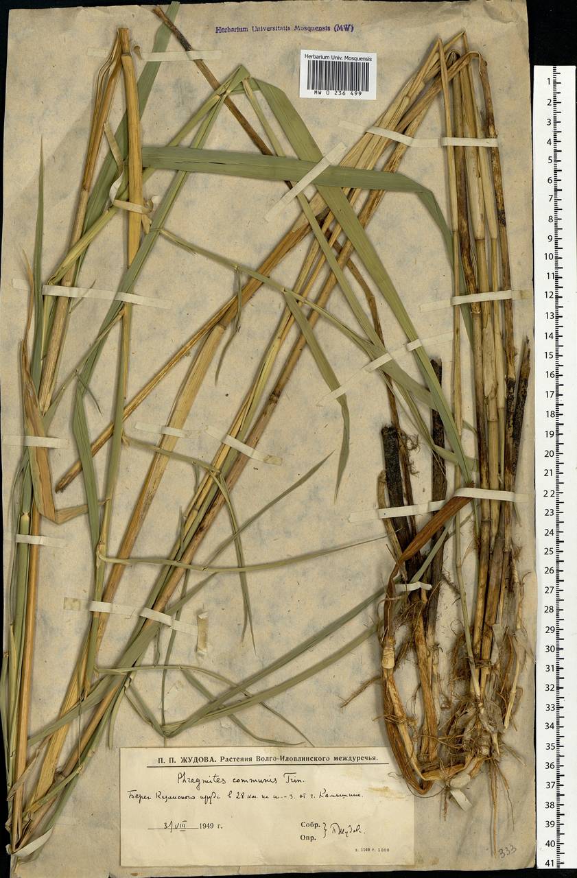 Phragmites australis (Cav.) Trin. ex Steud., Eastern Europe, Lower Volga region (E9) (Russia)