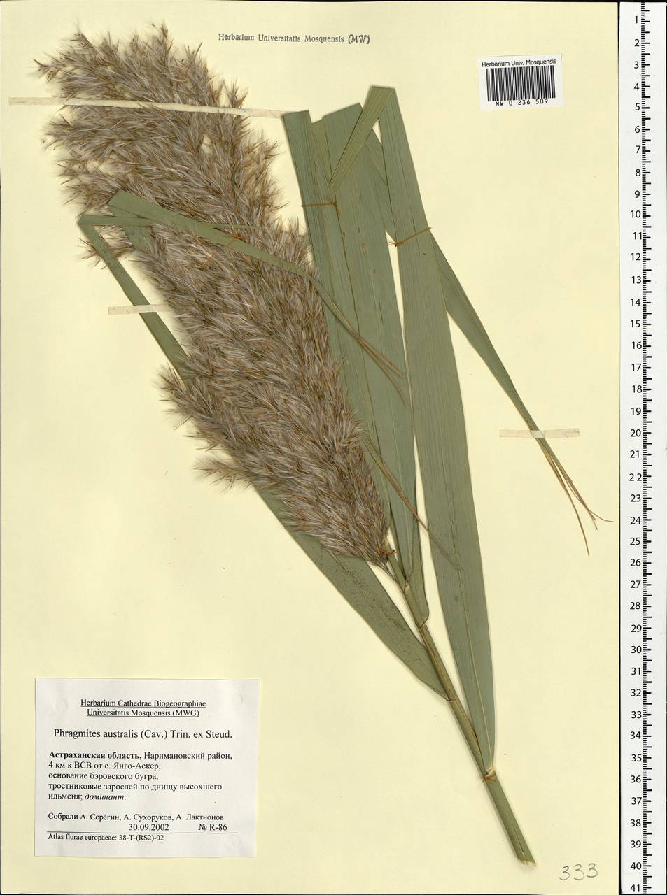 Phragmites australis (Cav.) Trin. ex Steud., Eastern Europe, Lower Volga region (E9) (Russia)