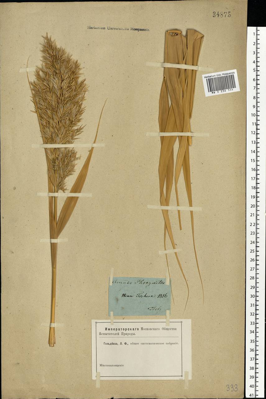 Phragmites australis (Cav.) Trin. ex Steud., Eastern Europe, Rostov Oblast (E12a) (Russia)