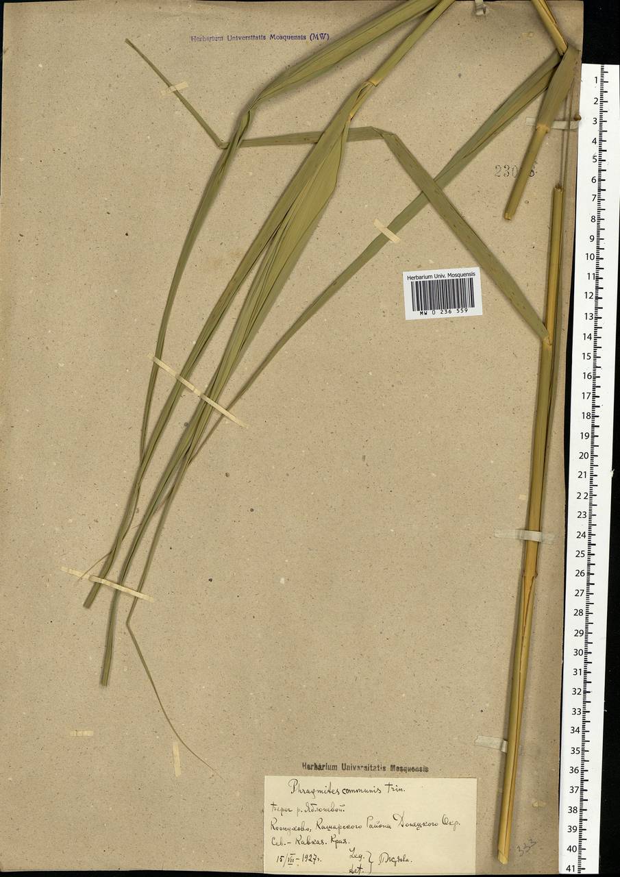 Phragmites australis (Cav.) Trin. ex Steud., Eastern Europe, Rostov Oblast (E12a) (Russia)
