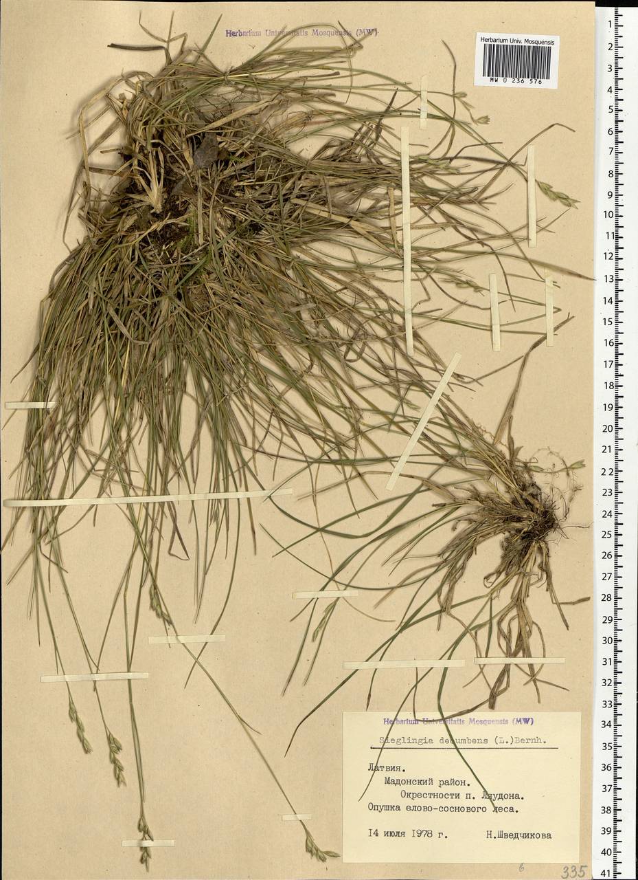 Danthonia decumbens (L.) DC., Eastern Europe, Latvia (E2b) (Latvia)