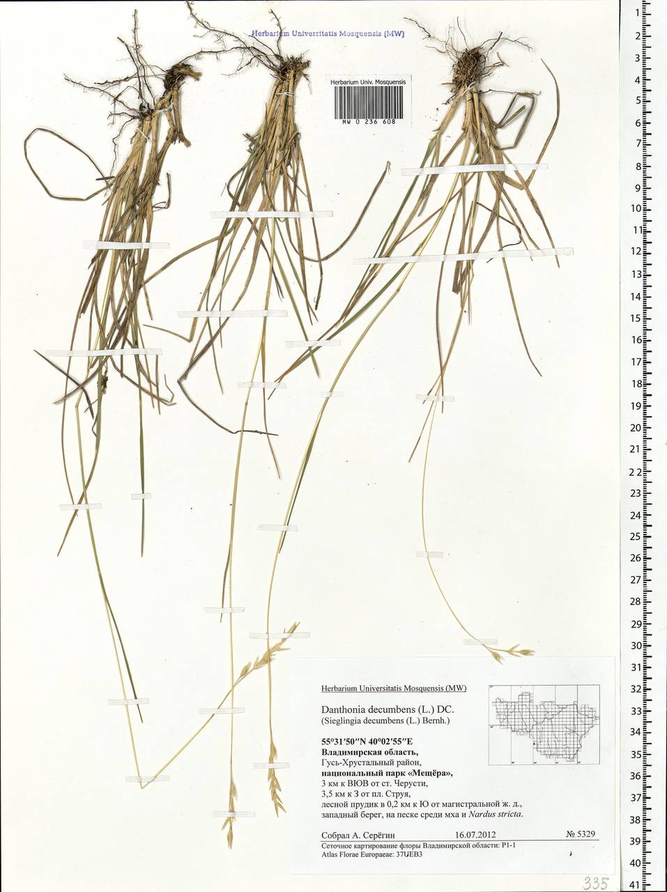 Danthonia decumbens (L.) DC., Eastern Europe, Central region (E4) (Russia)