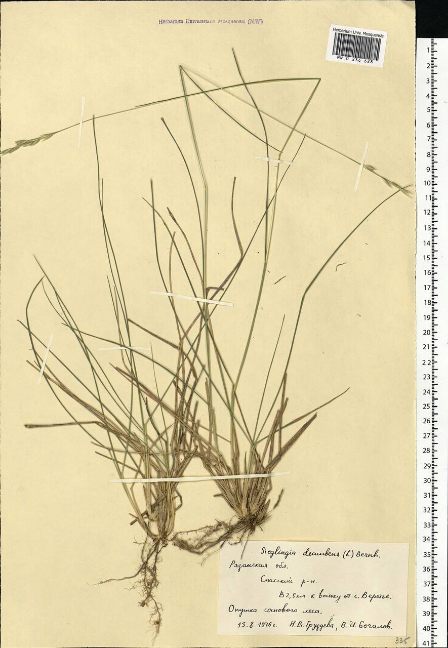 Danthonia decumbens (L.) DC., Eastern Europe, Central region (E4) (Russia)