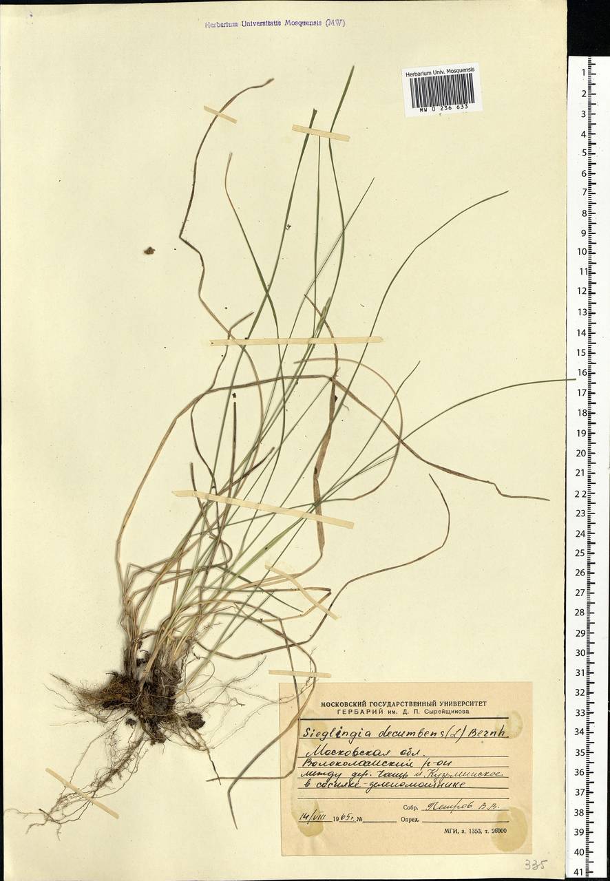 Danthonia decumbens (L.) DC., Eastern Europe, Moscow region (E4a) (Russia)