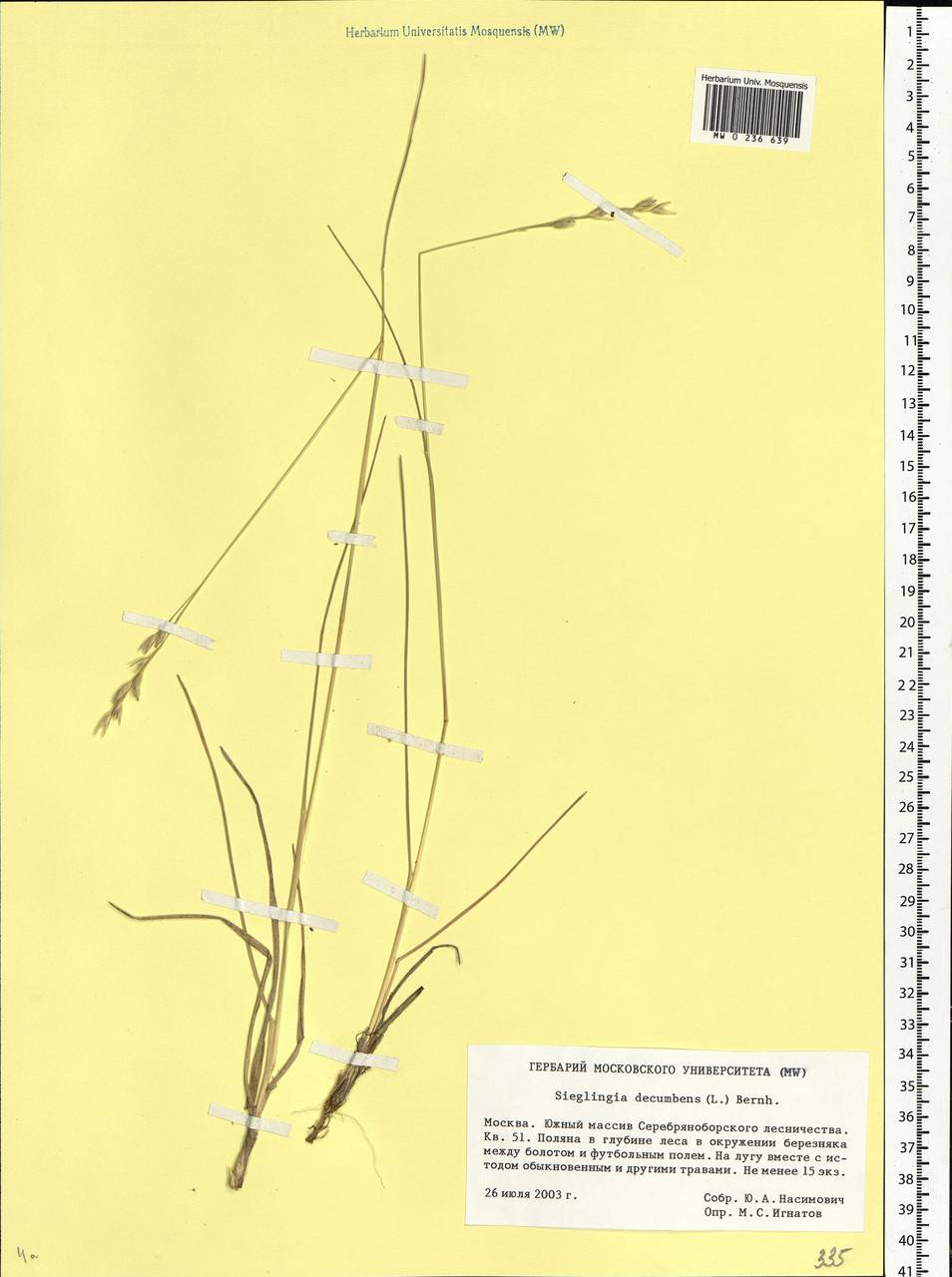 Danthonia decumbens (L.) DC., Eastern Europe, Moscow region (E4a) (Russia)