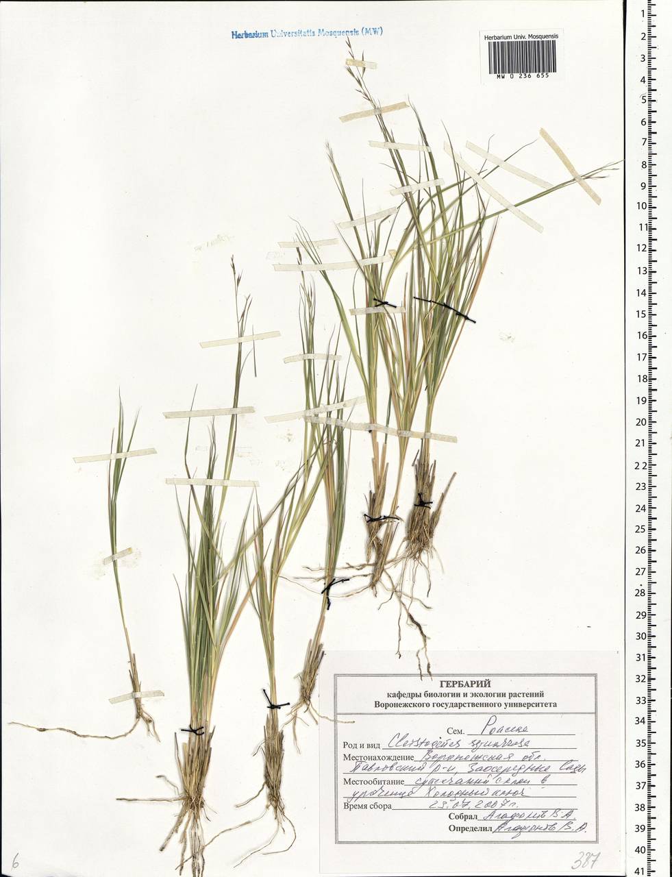 Cleistogenes squarrosa (Trin.) Keng, Eastern Europe, Central forest-and-steppe region (E6) (Russia)