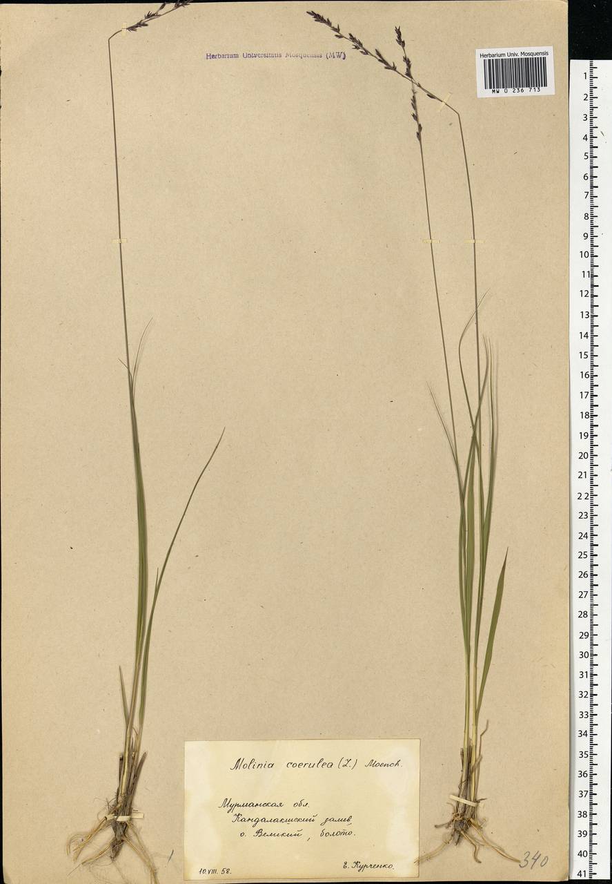Molinia caerulea (L.) Moench, Eastern Europe, Northern region (E1) (Russia)