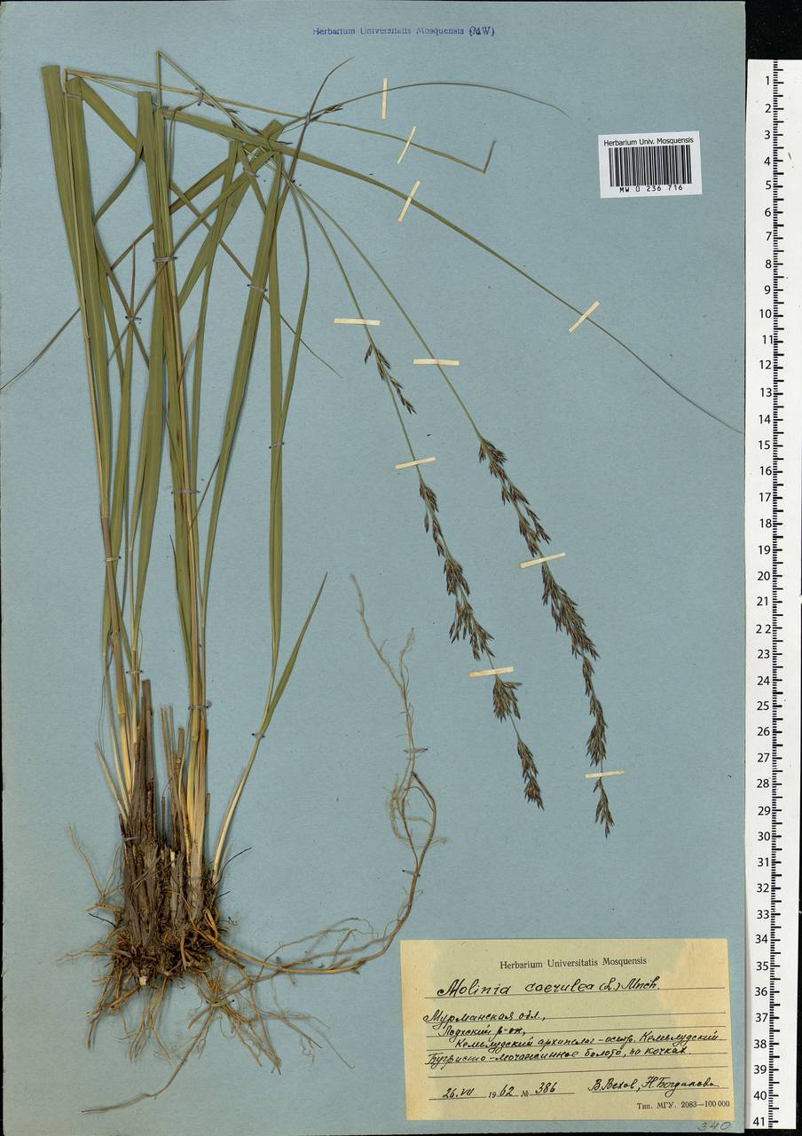 Molinia caerulea (L.) Moench, Eastern Europe, Northern region (E1) (Russia)
