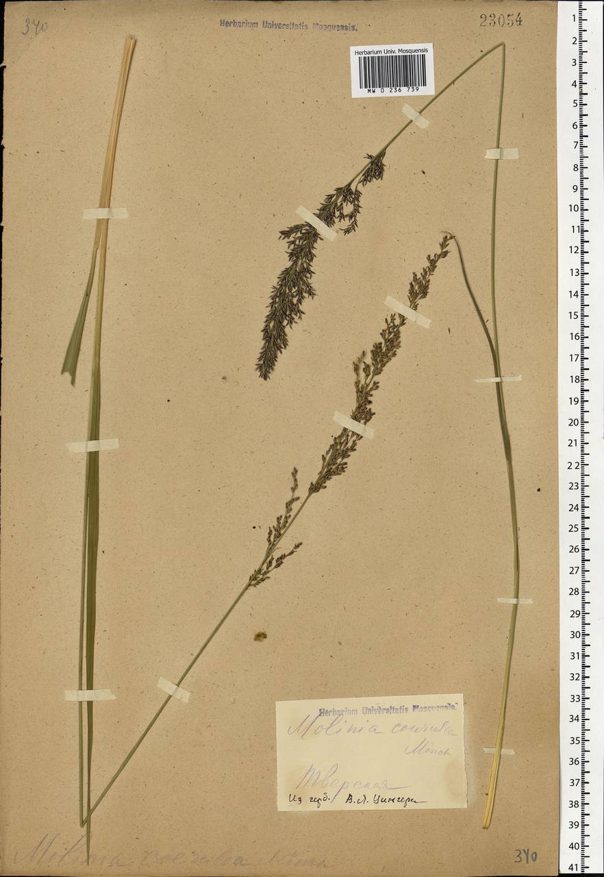 Molinia caerulea (L.) Moench, Eastern Europe, North-Western region (E2) (Russia)