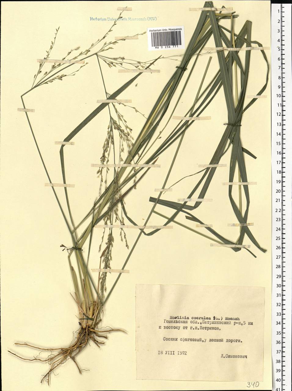 Molinia caerulea (L.) Moench, Eastern Europe, Belarus (E3a) (Belarus)