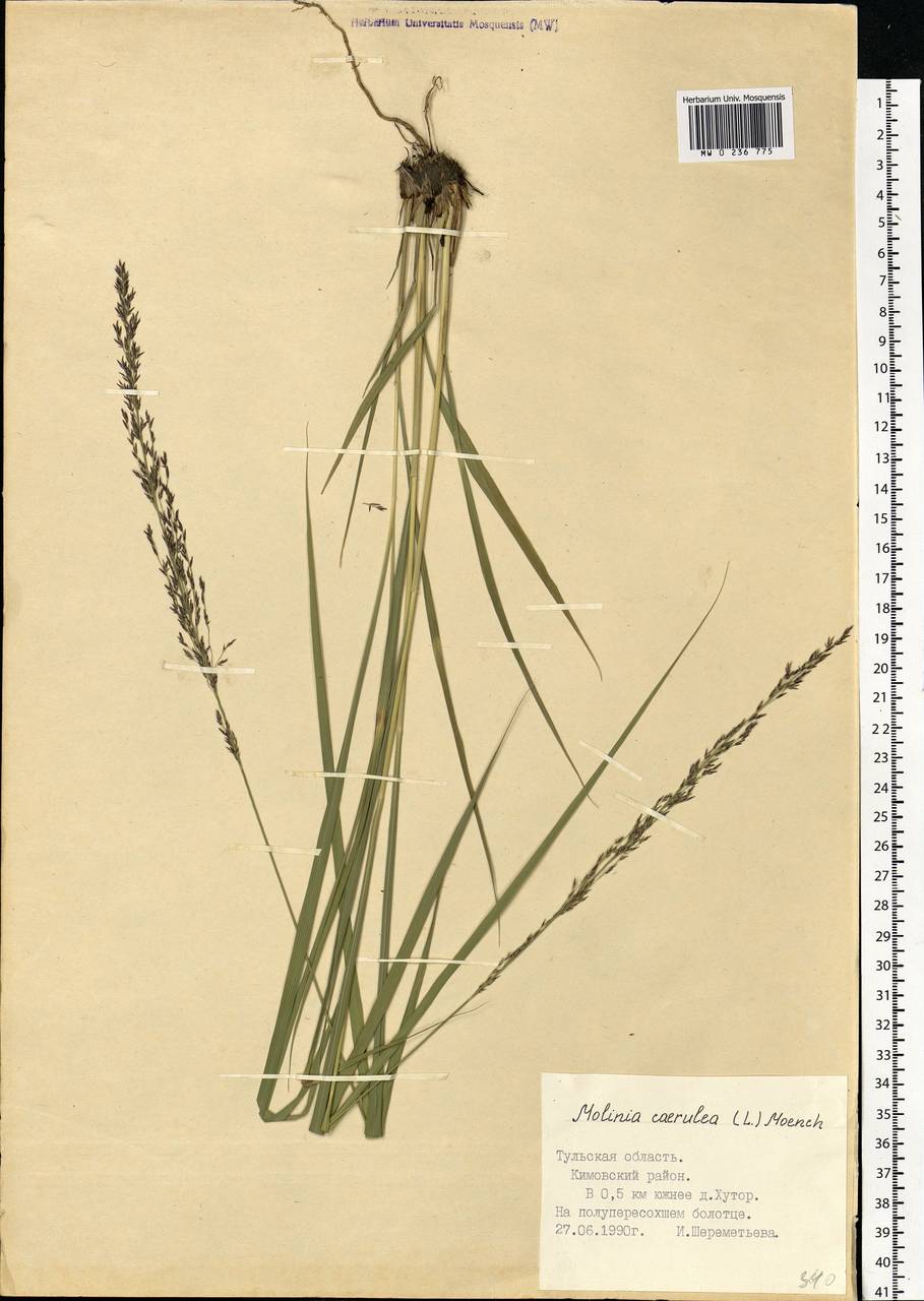 Molinia caerulea (L.) Moench, Eastern Europe, Central region (E4) (Russia)
