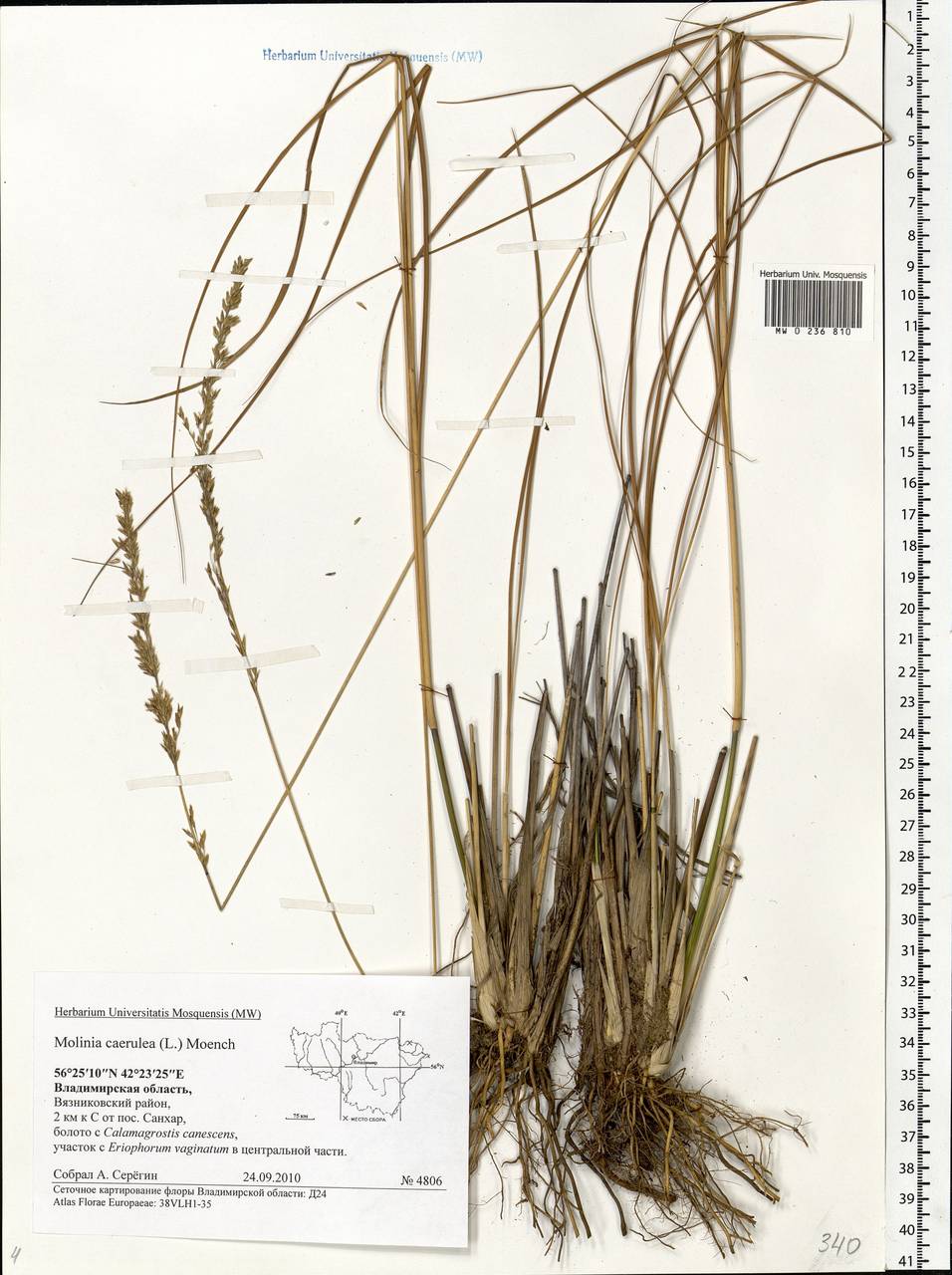 Molinia caerulea (L.) Moench, Eastern Europe, Central region (E4) (Russia)
