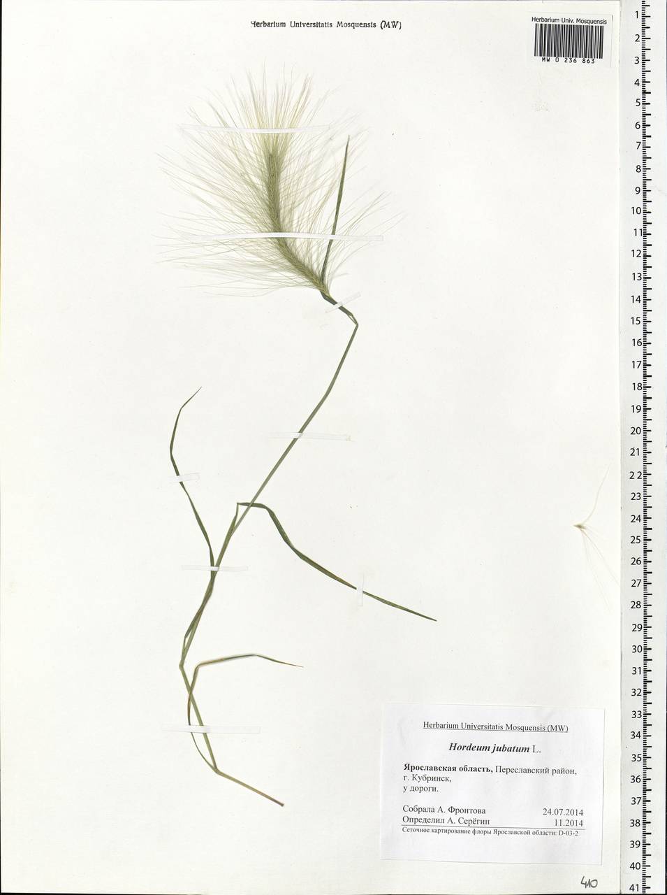 Hordeum jubatum L., Eastern Europe, Central forest region (E5) (Russia)