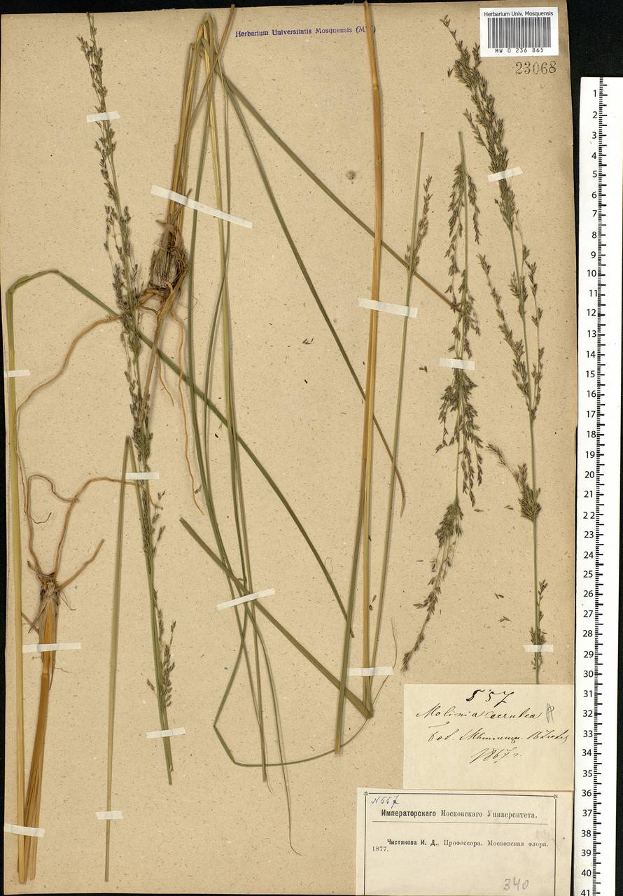 Molinia caerulea (L.) Moench, Eastern Europe, Moscow region (E4a) (Russia)