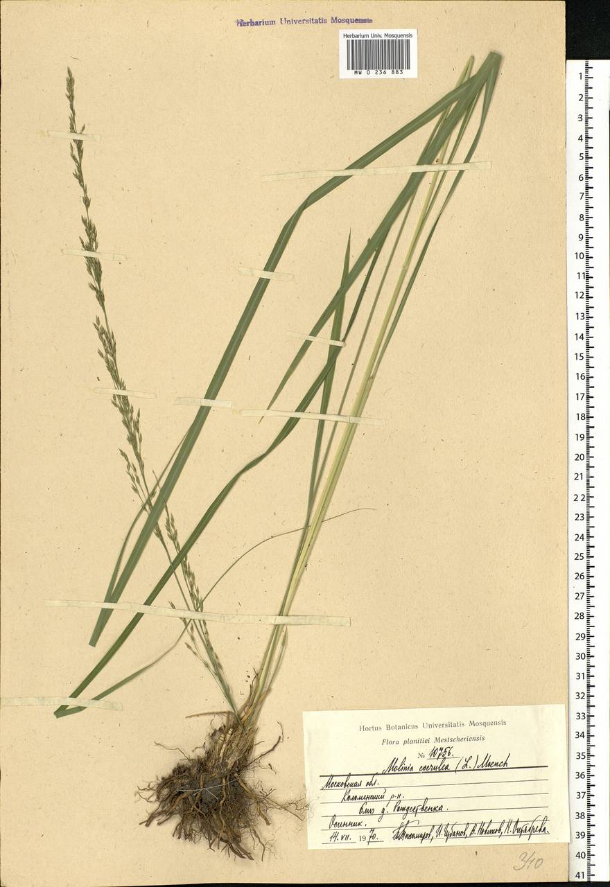 Molinia caerulea (L.) Moench, Eastern Europe, Moscow region (E4a) (Russia)