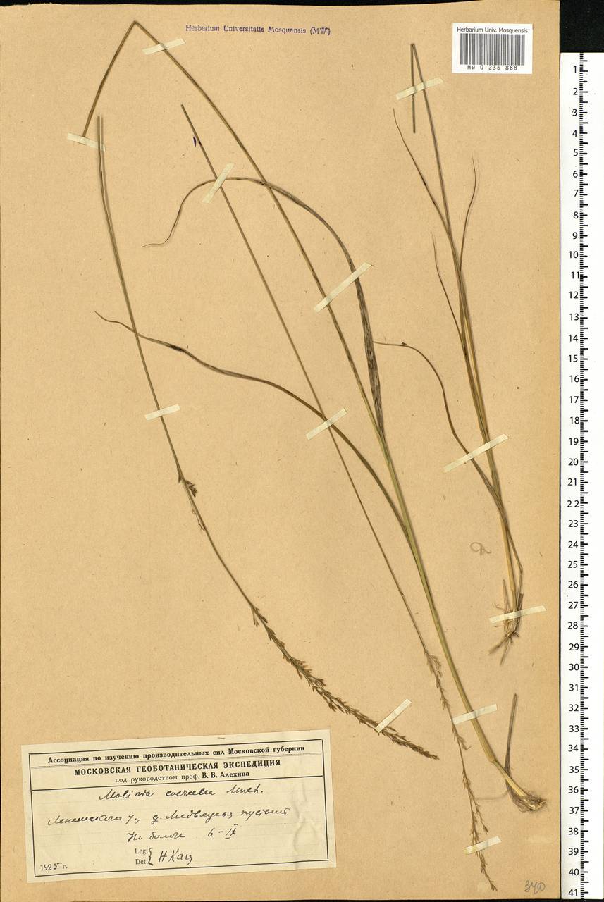 Molinia caerulea (L.) Moench, Eastern Europe, Moscow region (E4a) (Russia)