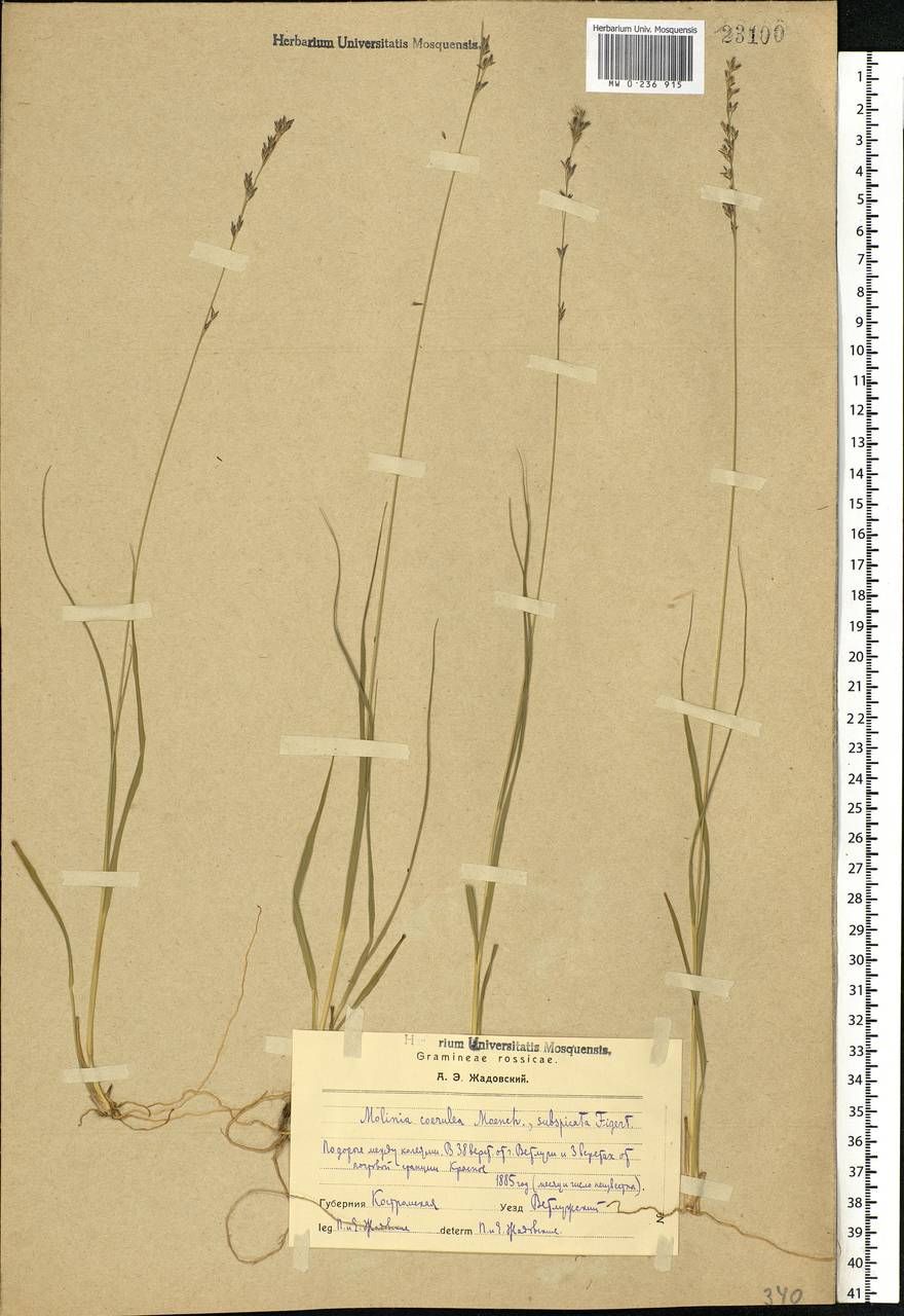 Molinia caerulea (L.) Moench, Eastern Europe, Central forest region (E5) (Russia)