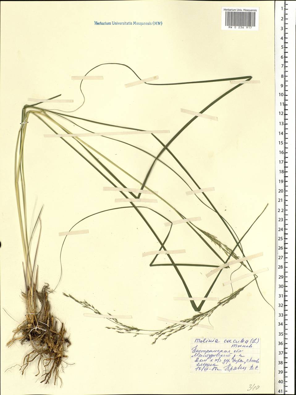 Molinia caerulea (L.) Moench, Eastern Europe, Central forest region (E5) (Russia)