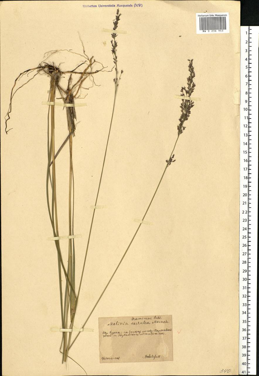 Molinia caerulea (L.) Moench, Eastern Europe, Central forest-and-steppe region (E6) (Russia)