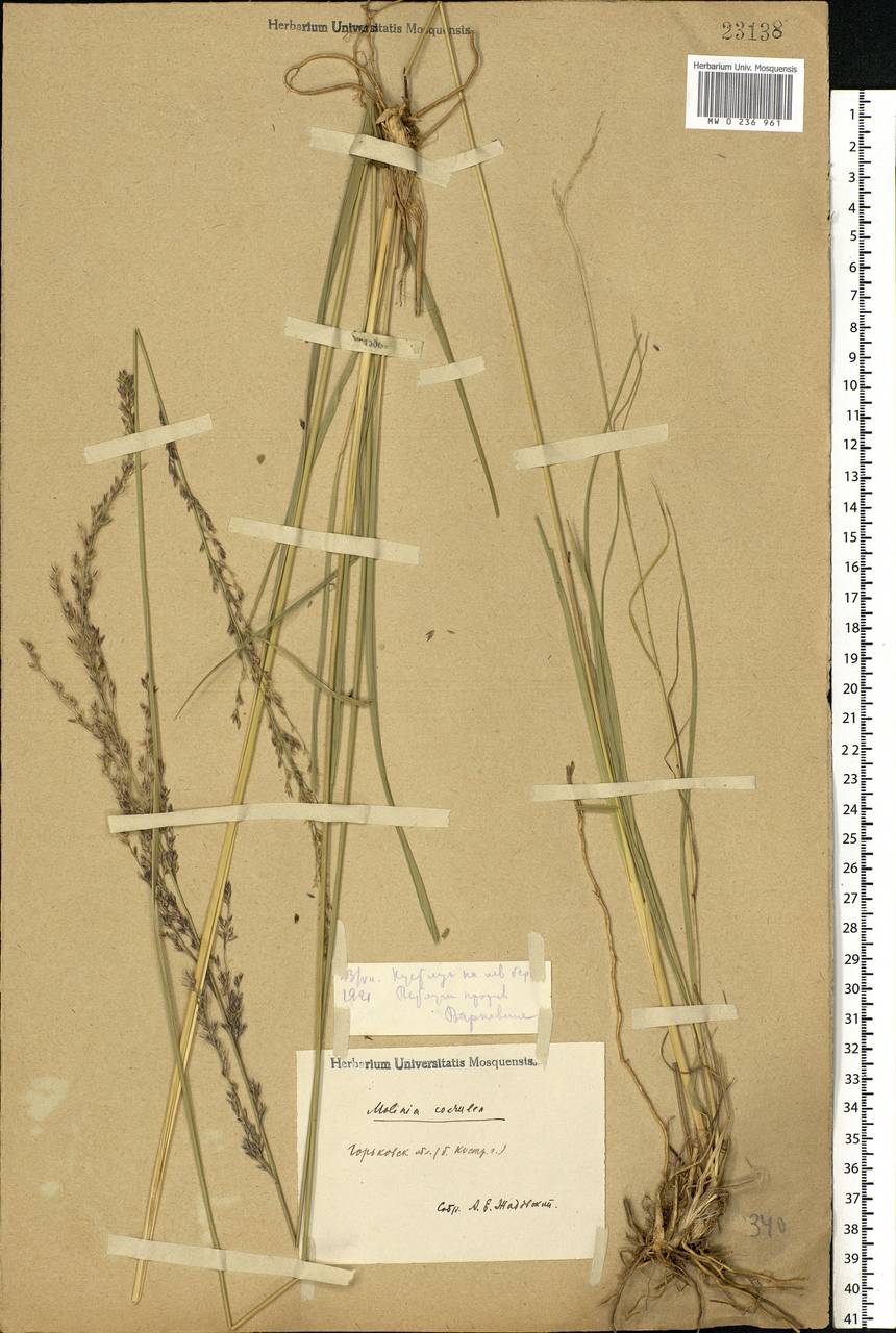 Molinia caerulea (L.) Moench, Eastern Europe, Volga-Kama region (E7) (Russia)