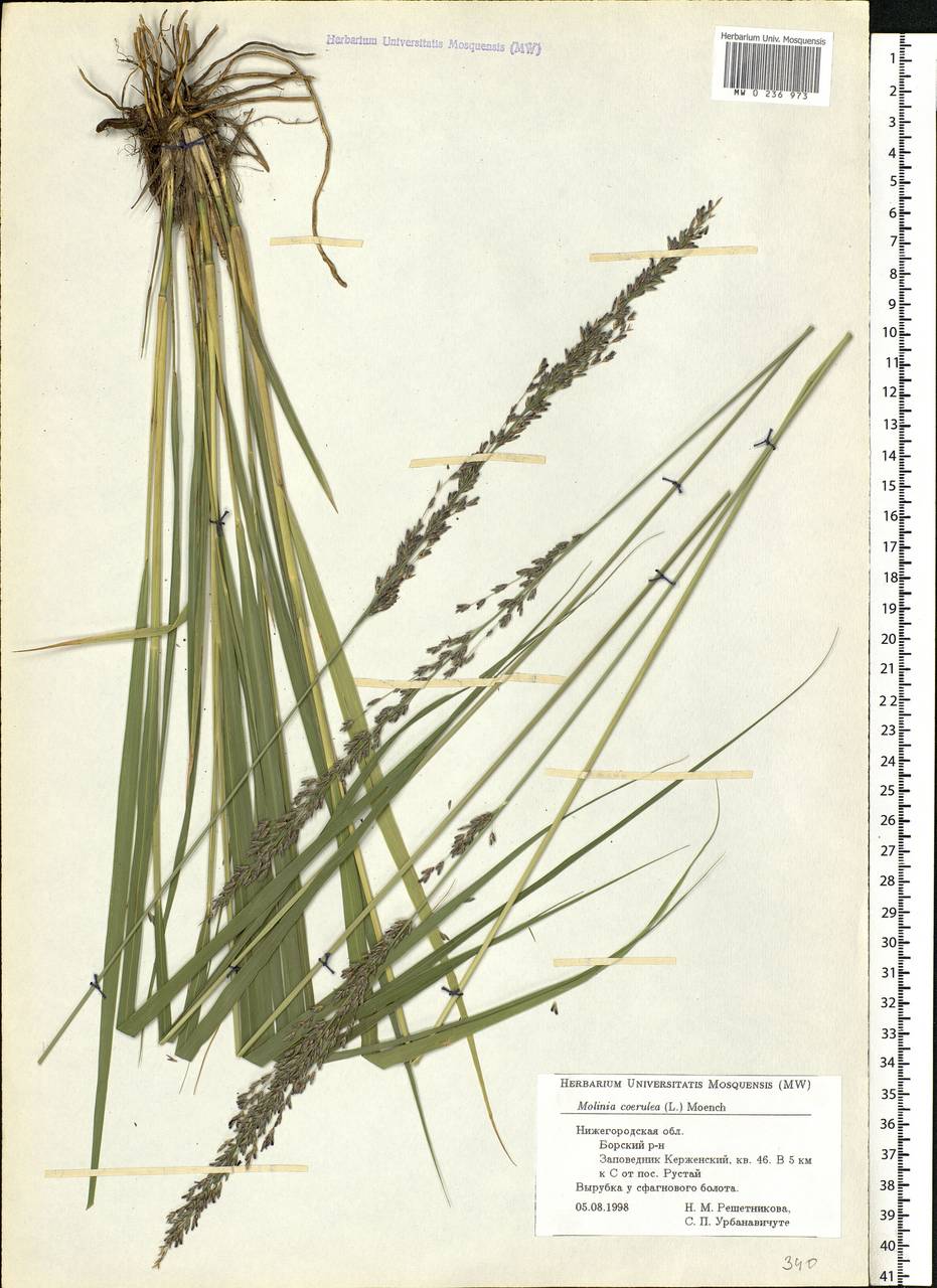 Molinia caerulea (L.) Moench, Eastern Europe, Volga-Kama region (E7) (Russia)