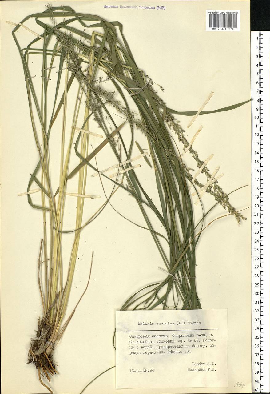 Molinia caerulea (L.) Moench, Eastern Europe, Middle Volga region (E8) (Russia)