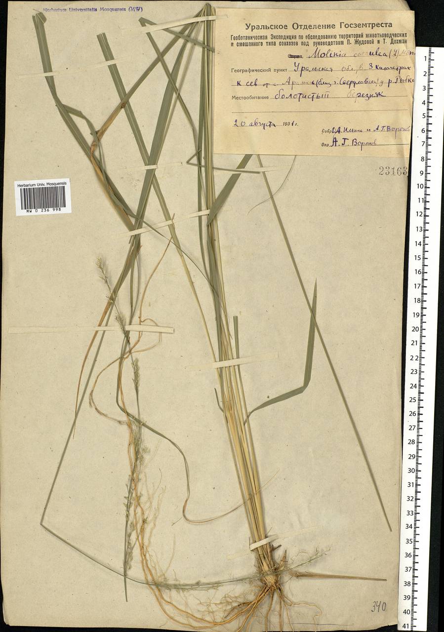 Molinia caerulea (L.) Moench, Eastern Europe, Eastern region (E10) (Russia)