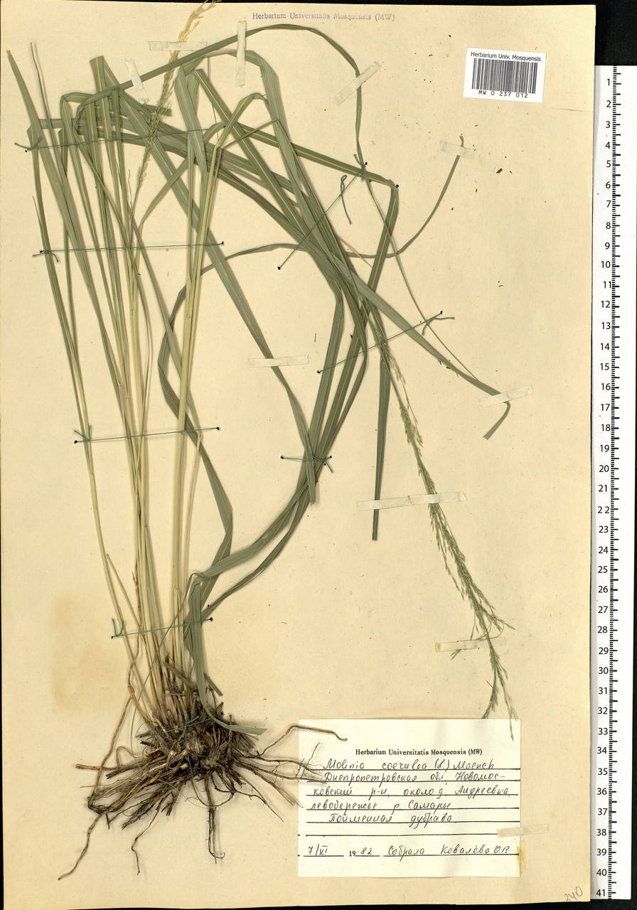 Molinia caerulea (L.) Moench, Eastern Europe, South Ukrainian region (E12) (Ukraine)