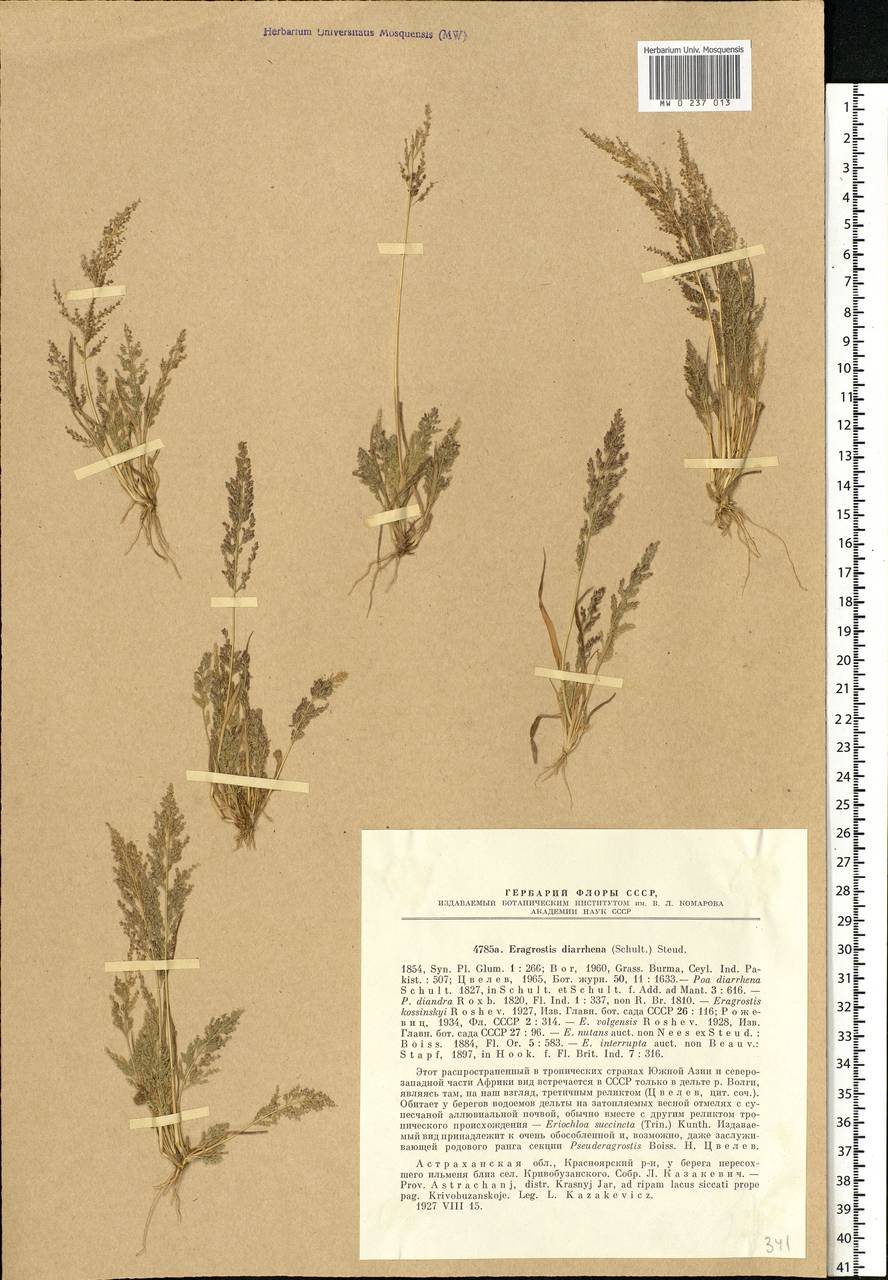 Eragrostis japonica (Thunb.) Trin., Eastern Europe, Lower Volga region (E9) (Russia)