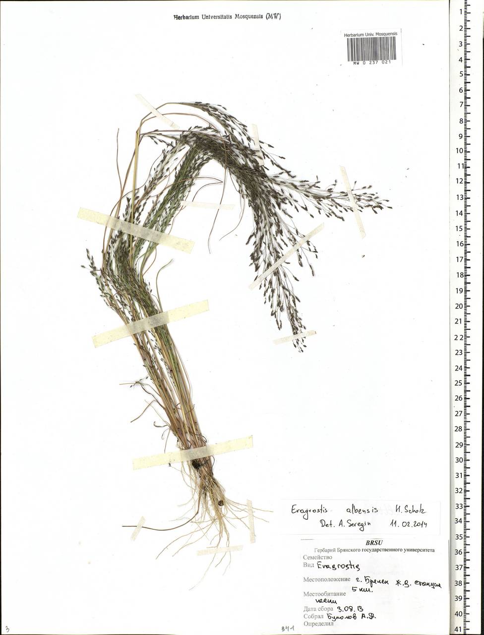 Eragrostis pilosa (L.) P.Beauv., Eastern Europe, Western region (E3) (Russia)