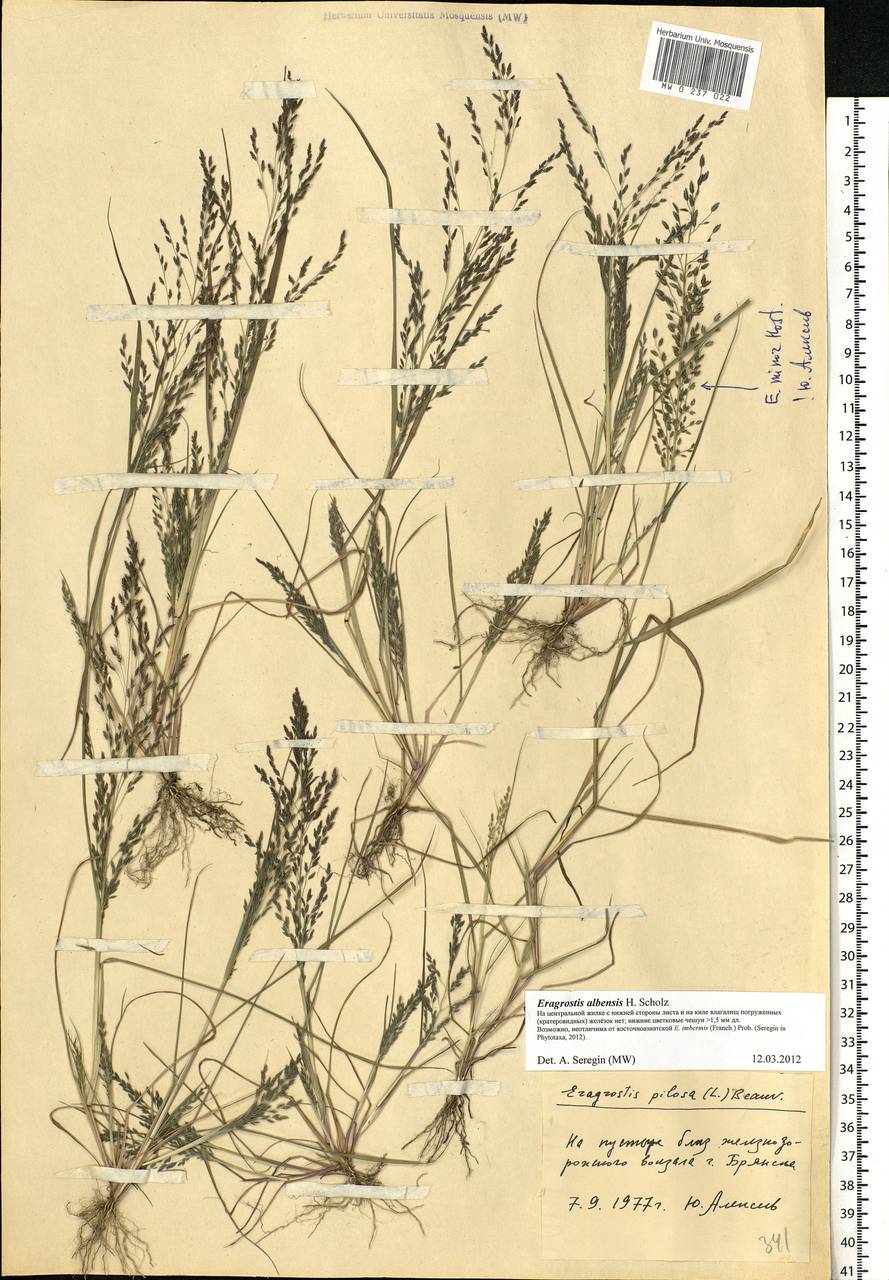 Eragrostis pilosa (L.) P.Beauv., Eastern Europe, Western region (E3) (Russia)