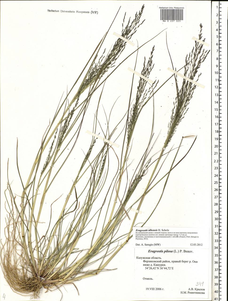 Eragrostis pilosa (L.) P.Beauv., Eastern Europe, Central region (E4) (Russia)