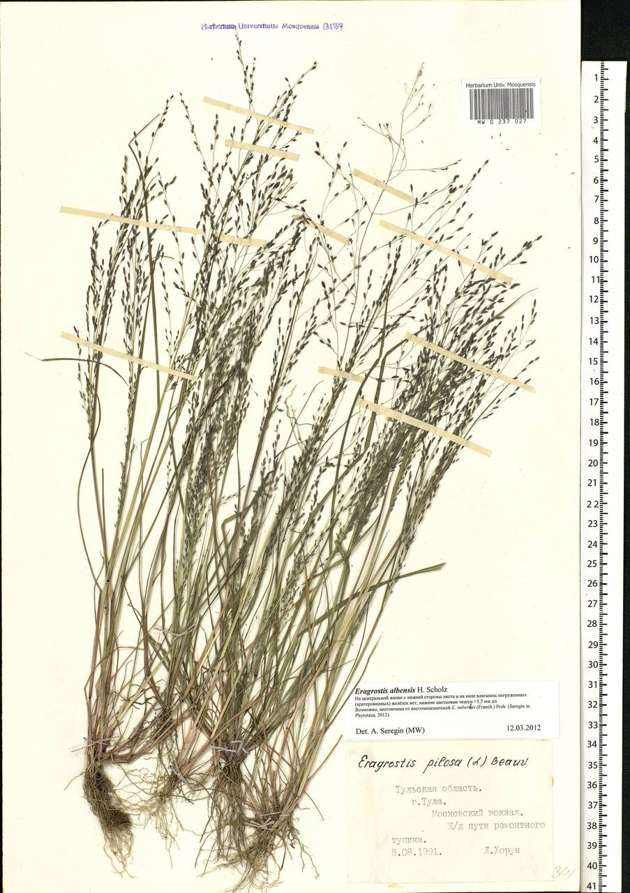 Eragrostis pilosa (L.) P.Beauv., Eastern Europe, Central region (E4) (Russia)