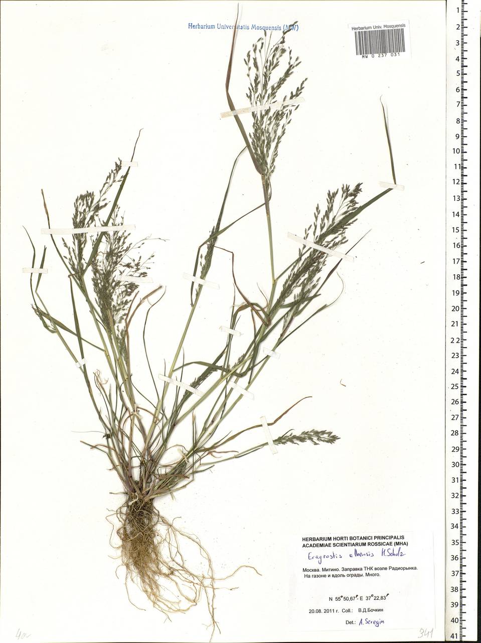 Eragrostis pilosa (L.) P.Beauv., Eastern Europe, Moscow region (E4a) (Russia)