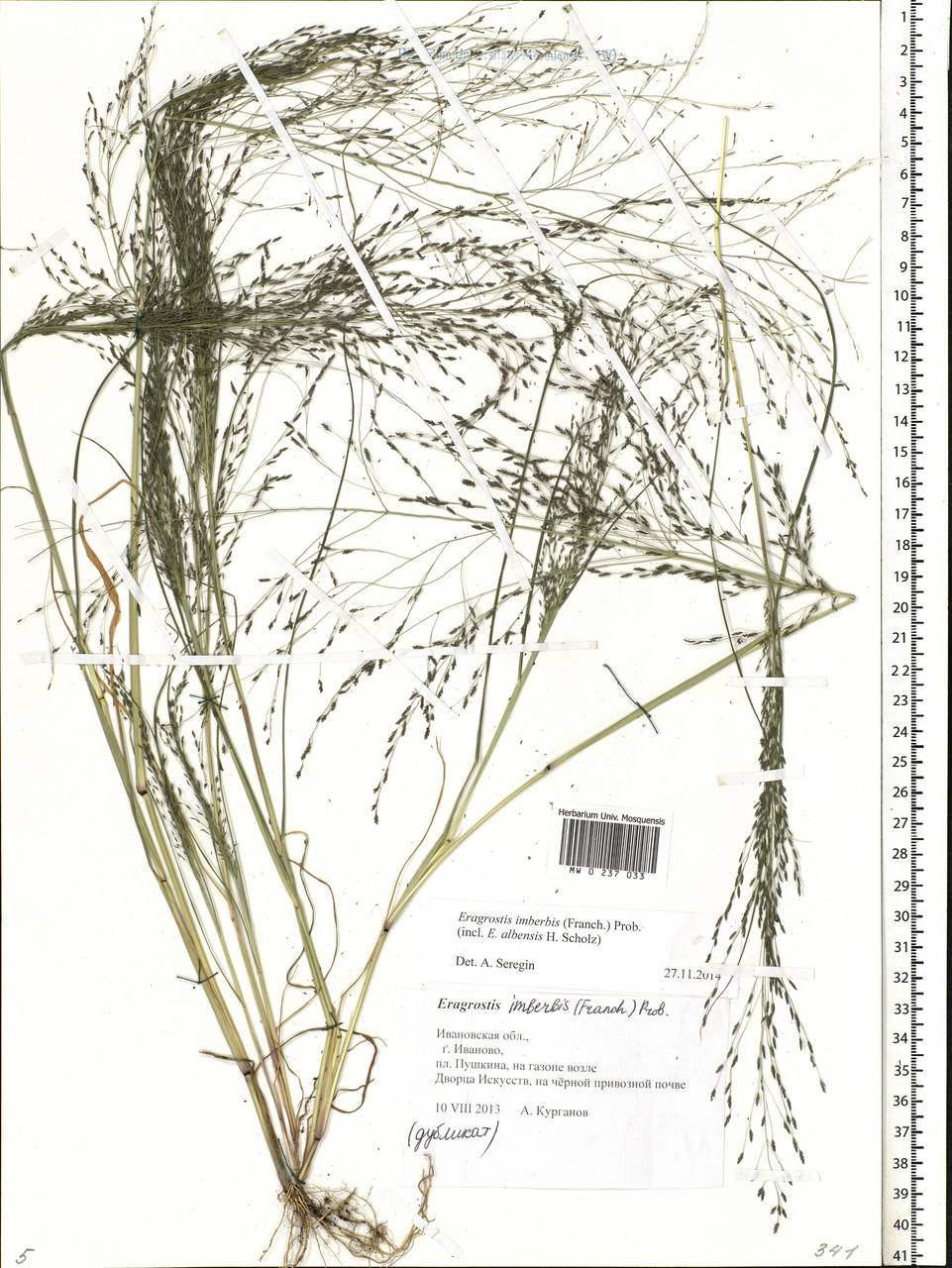 Eragrostis pilosa (L.) P.Beauv., Eastern Europe, Central forest region (E5) (Russia)