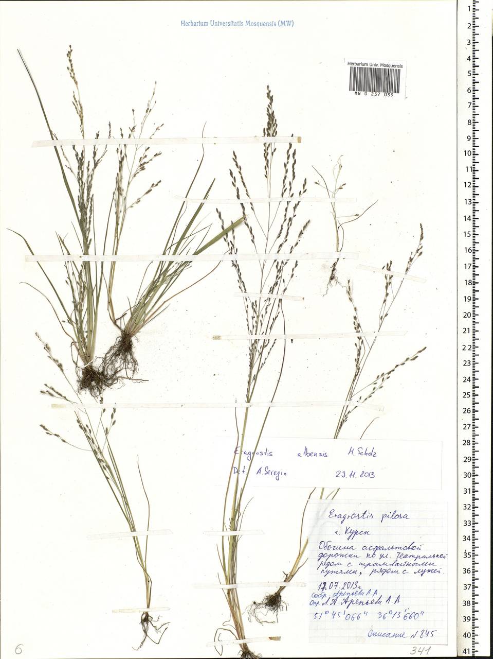 Eragrostis pilosa (L.) P.Beauv., Eastern Europe, Central forest-and-steppe region (E6) (Russia)