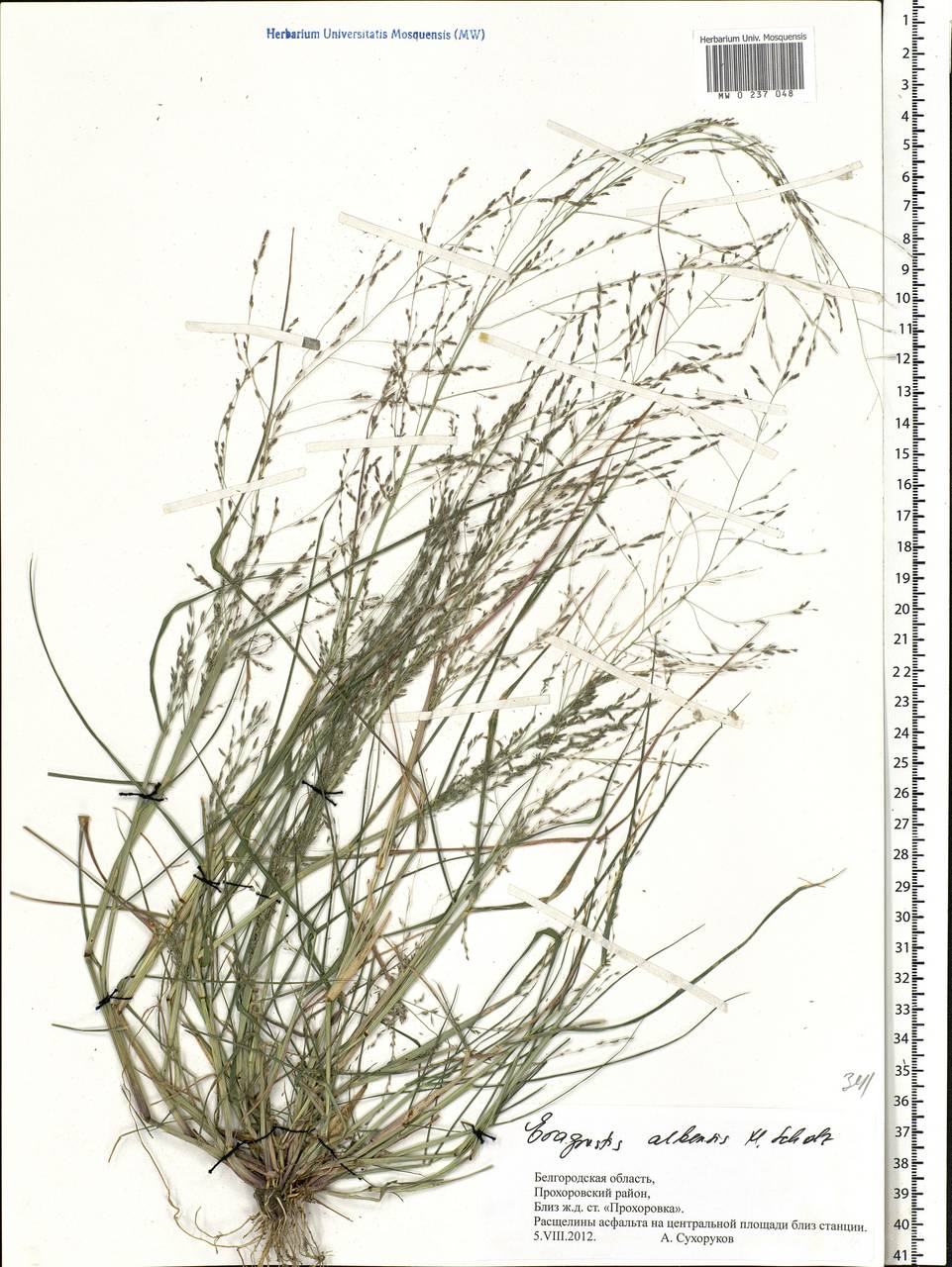 Eragrostis pilosa (L.) P.Beauv., Eastern Europe, Central forest-and-steppe region (E6) (Russia)