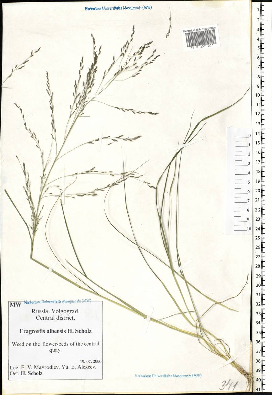 Eragrostis pilosa (L.) P.Beauv., Eastern Europe, Lower Volga region (E9) (Russia)
