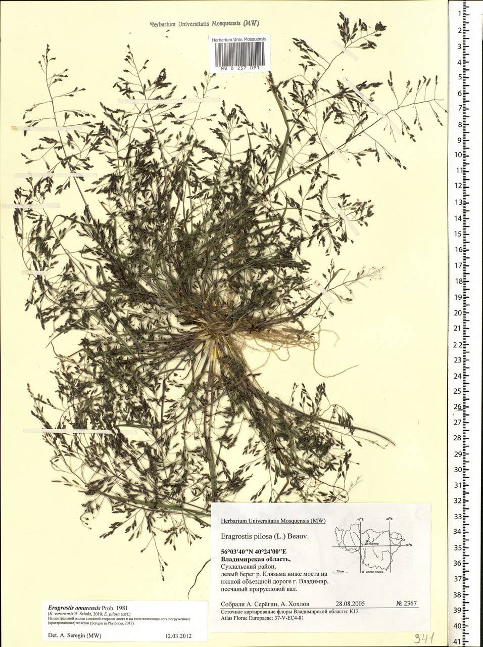 Eragrostis amurensis Prob., Eastern Europe, Central region (E4) (Russia)