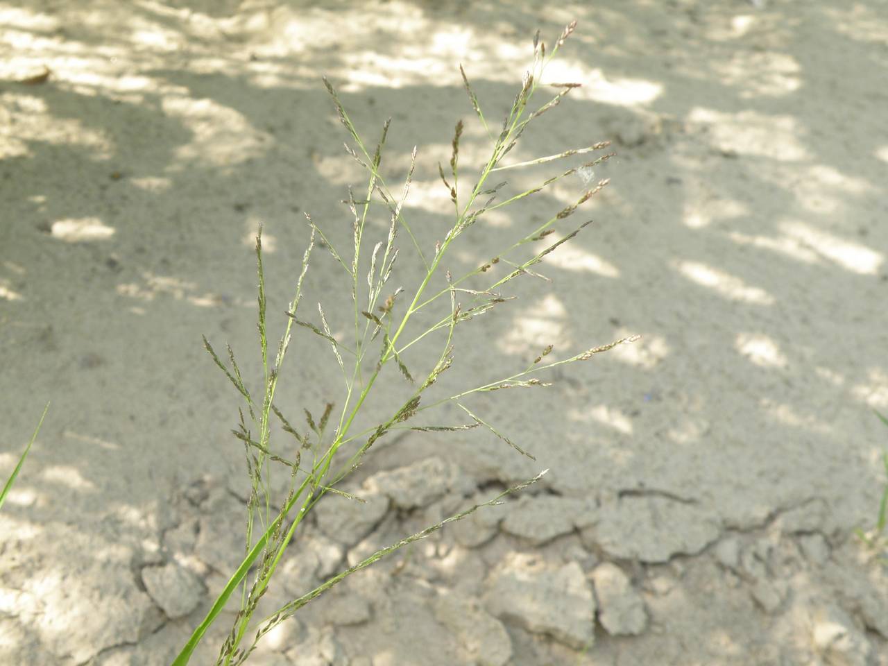 Eragrostis amurensis Prob., Eastern Europe, Central region (E4) (Russia)