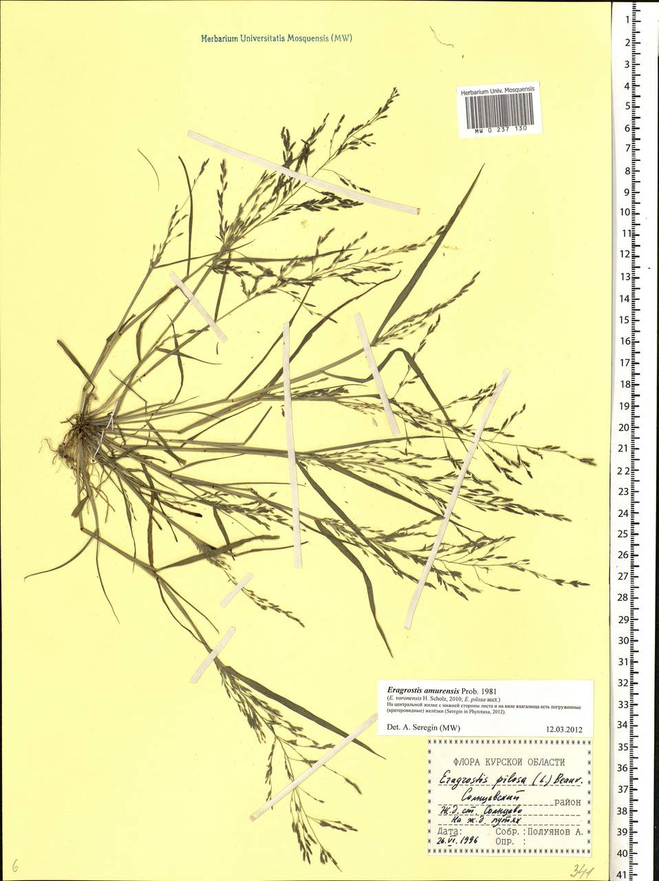 Eragrostis amurensis Prob., Eastern Europe, Central forest-and-steppe region (E6) (Russia)