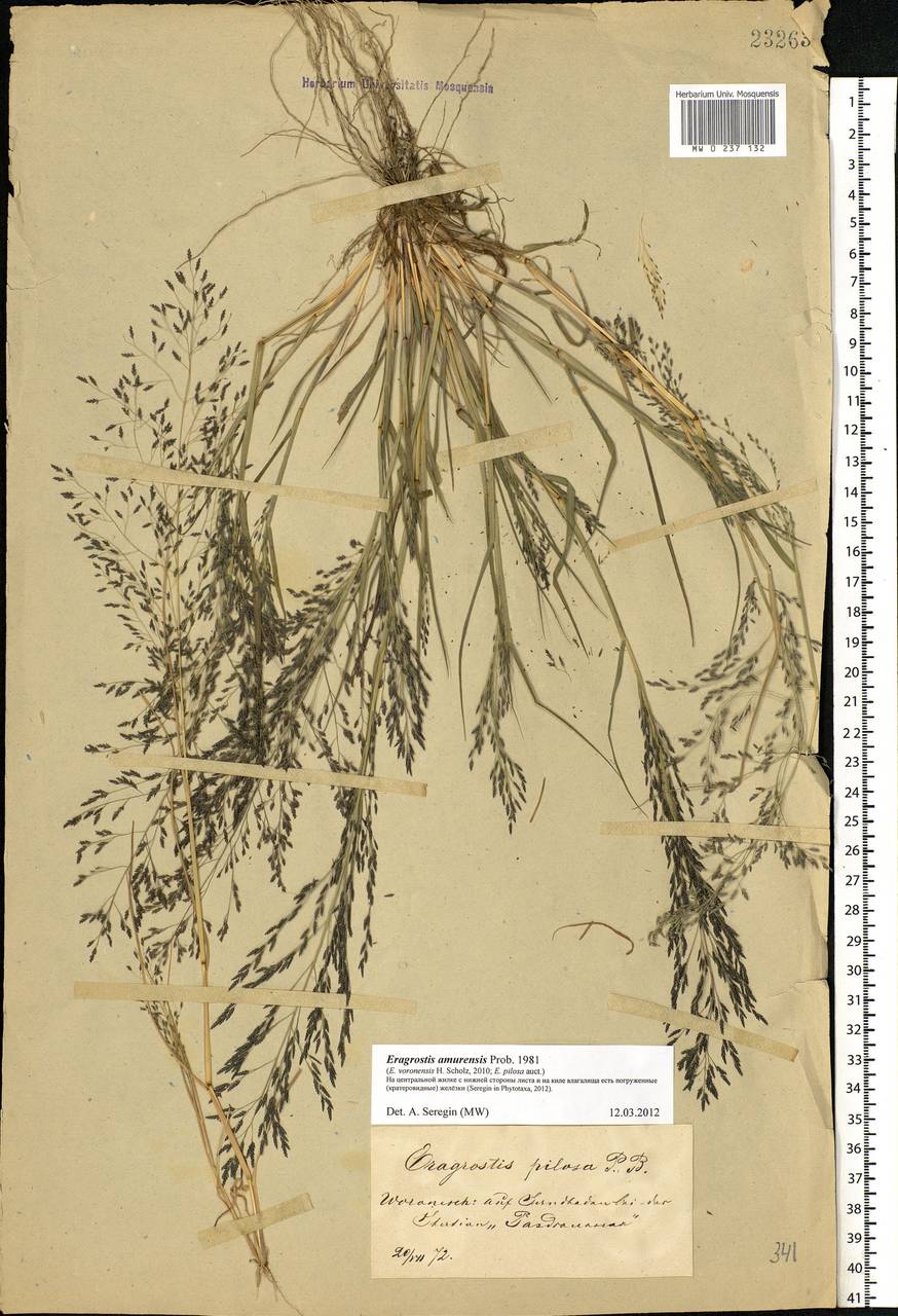 Eragrostis amurensis Prob., Eastern Europe, Central forest-and-steppe region (E6) (Russia)