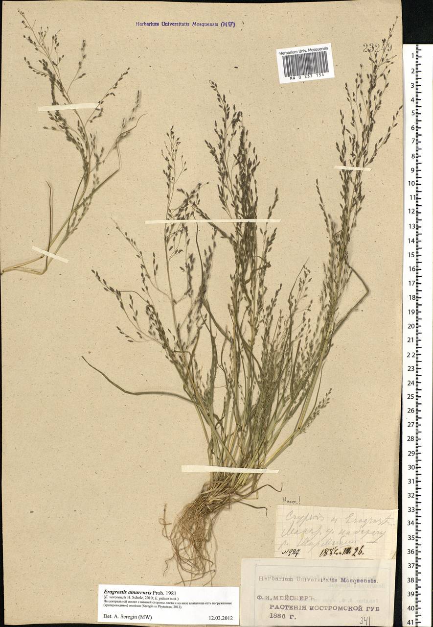 Eragrostis amurensis Prob., Eastern Europe, Volga-Kama region (E7) (Russia)