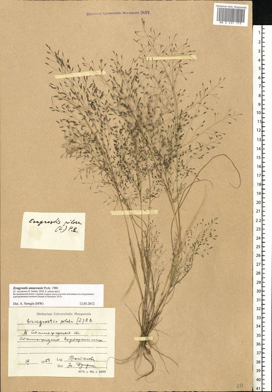 Eragrostis amurensis Prob., Eastern Europe, Lower Volga region (E9) (Russia)