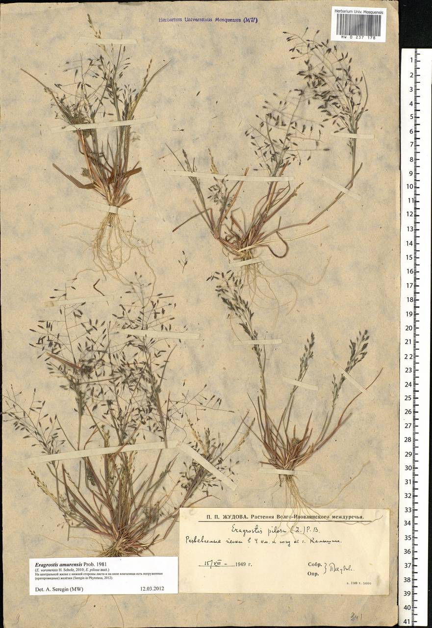 Eragrostis amurensis Prob., Eastern Europe, Lower Volga region (E9) (Russia)